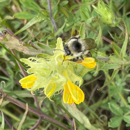 Bombus veteranus: Tier im Habitat Anderes Grasland/Busch-Habitat in der NatureSpots App