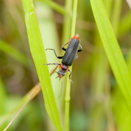 Cantharis fusca: Animal in habitat Semi-natural grassland in the NatureSpots App