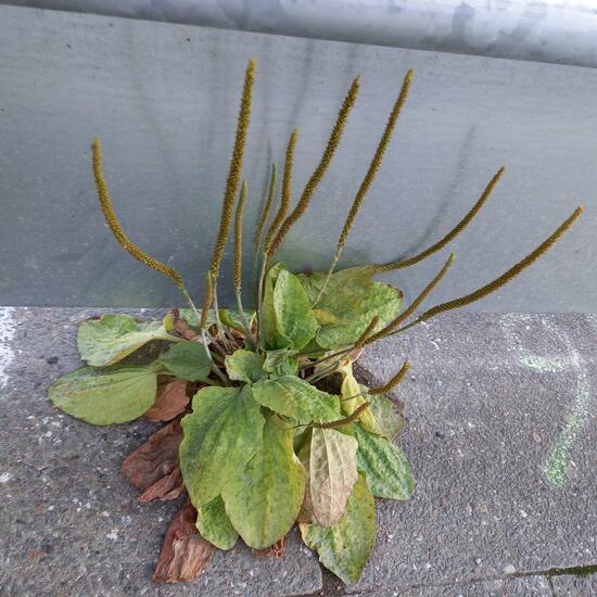 Plantago major: Plant in habitat City and Urban in the NatureSpots App