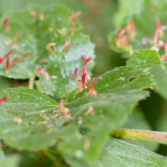 Lindengallmilbe: Tier im Habitat Wald in der NatureSpots App