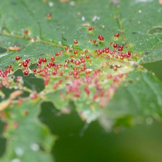 Aceria aceriscampestris: Tier im Habitat Wald in der NatureSpots App