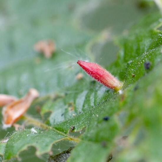 Lindengallmilbe: Tier im Habitat Wald in der NatureSpots App