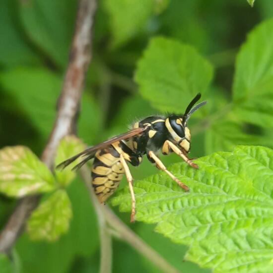 Vespula vulgaris: Animal in nature in the NatureSpots App