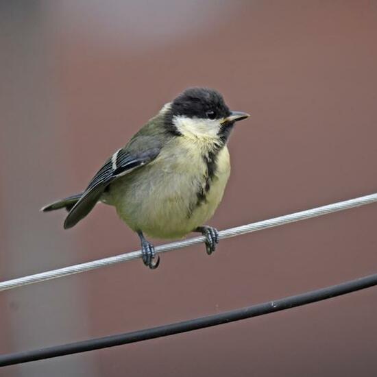 Kohlmeise: Tier im Habitat Garten in der NatureSpots App