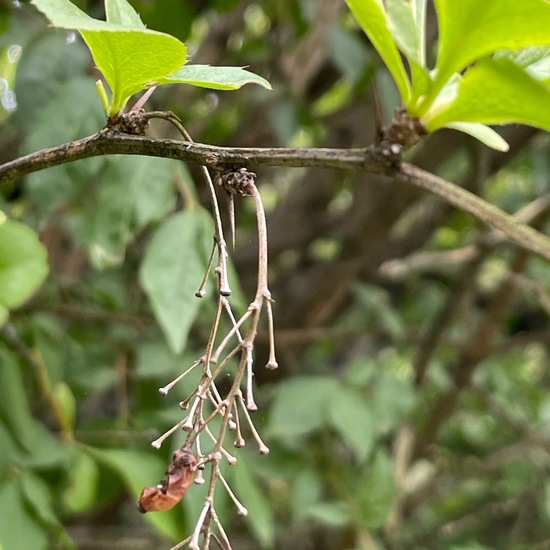 Berberis vulgaris: Plant in habitat Shrubland in the NatureSpots App