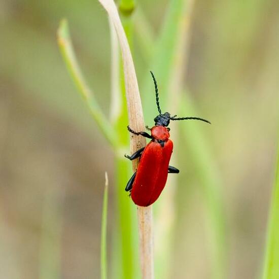 Cantharis fusca: Animal in habitat Semi-natural grassland in the NatureSpots App