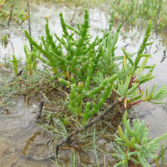 Salicornia: Plant in habitat Marine habitat in the NatureSpots App