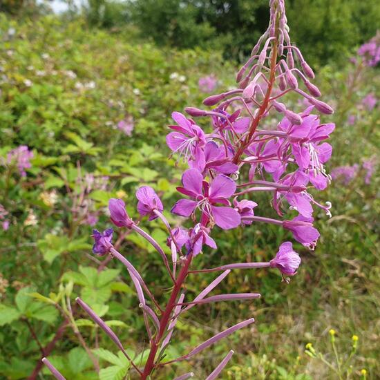 Chamaenerion angustifolium: Plant in habitat Natural Meadow in the NatureSpots App