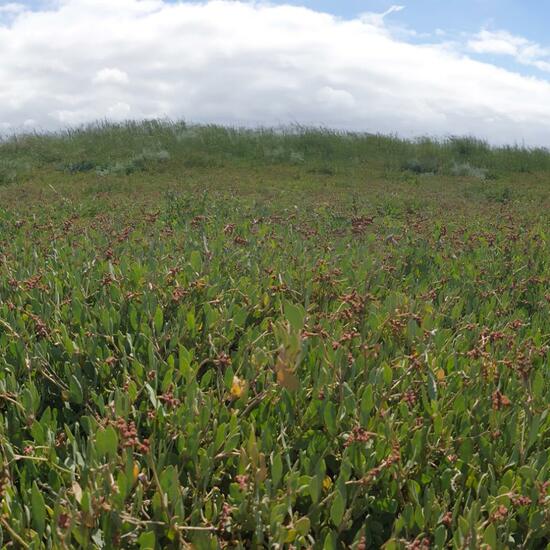 Landscape: Marine and Coast in habitat Marine habitat in the NatureSpots App