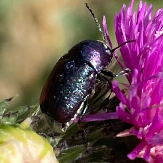 Chrysolina varians: Animal in habitat Garden in the NatureSpots App