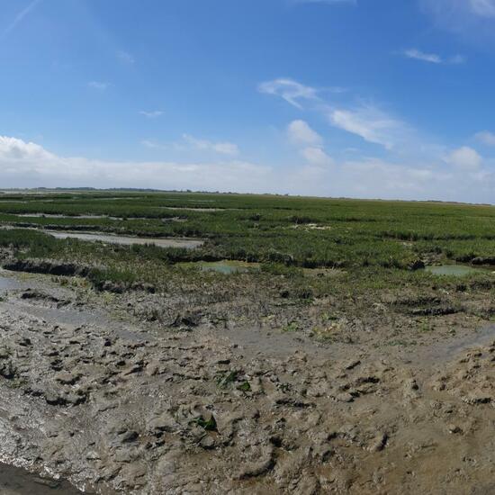 Landschaft: Meer und Küste im Habitat Watt in der NatureSpots App