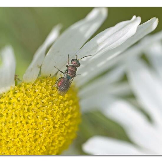 Hedychrum rutilans: Tier im Habitat Naturnahe Wiese in der NatureSpots App