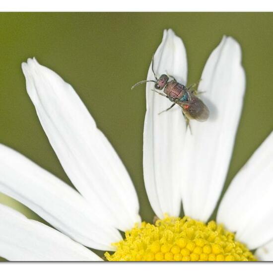 Hedychrum rutilans: Tier im Habitat Naturnahe Wiese in der NatureSpots App