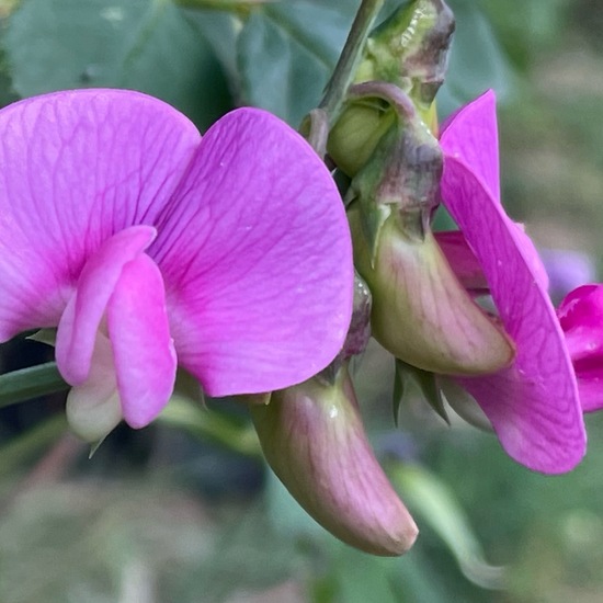 Lathyrus latifolius: Plant in habitat Garden in the NatureSpots App