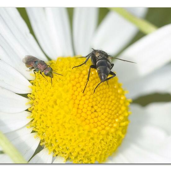 Hedychrum rutilans: Tier im Habitat Naturnahe Wiese in der NatureSpots App