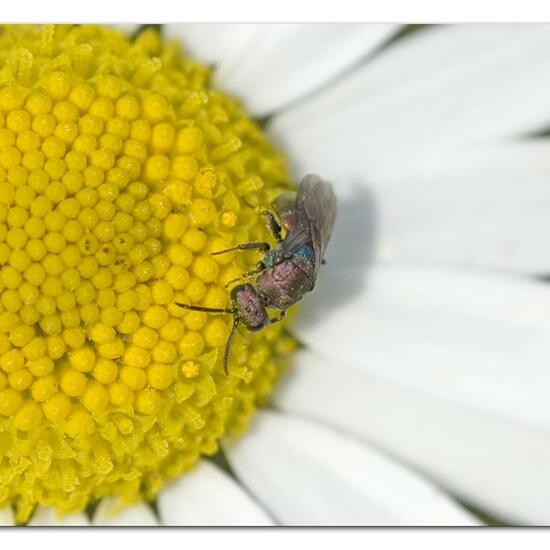 Hedychrum rutilans: Tier im Habitat Naturnahe Wiese in der NatureSpots App