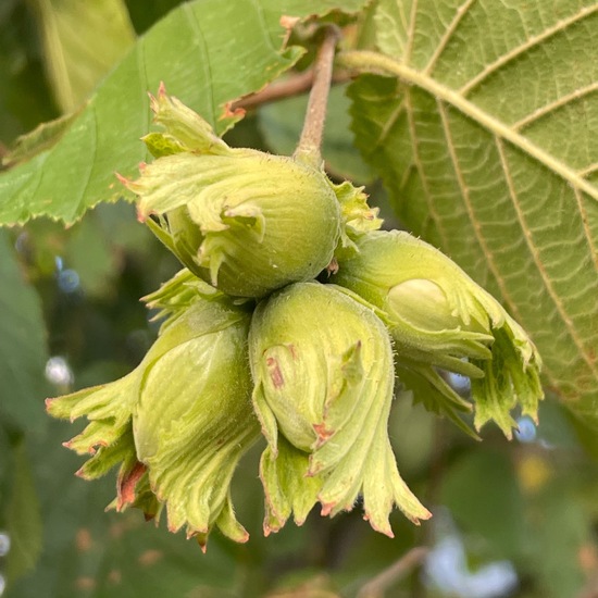 Corylus avellana: Plant in habitat Garden in the NatureSpots App