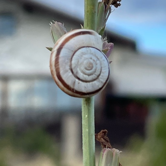 Xerolenta obvia obvia: Tier im Habitat Garten in der NatureSpots App