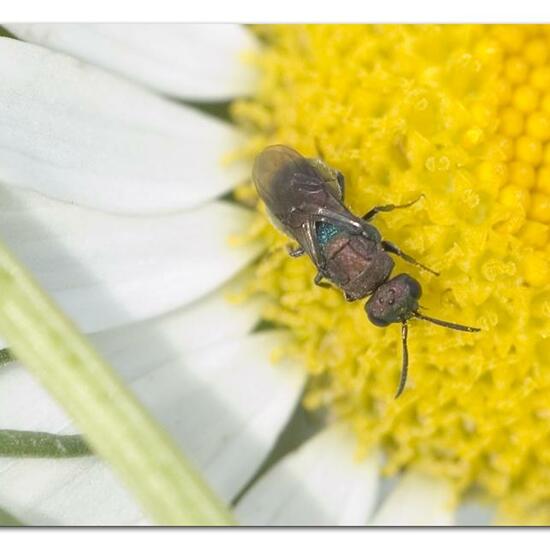 Hedychrum rutilans: Tier im Habitat Naturnahe Wiese in der NatureSpots App