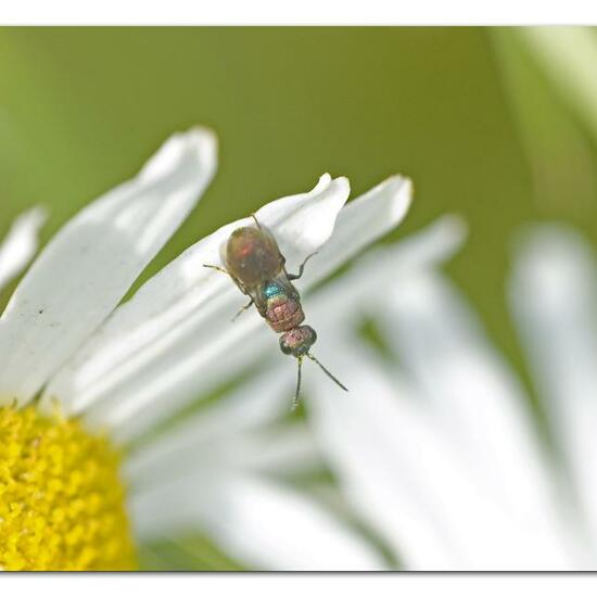 Hedychrum rutilans: Tier im Habitat Naturnahe Wiese in der NatureSpots App