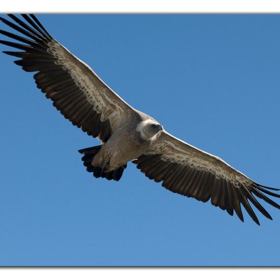 Griffon Vulture: Animal in habitat Rock areas in the NatureSpots App