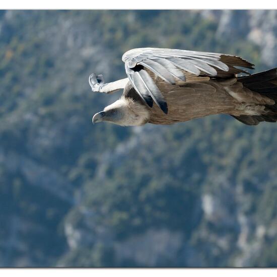 Griffon Vulture: Animal in habitat Rock areas in the NatureSpots App