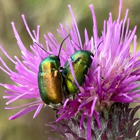 Cryptocephalus aureolus: Tier im Habitat Garten in der NatureSpots App