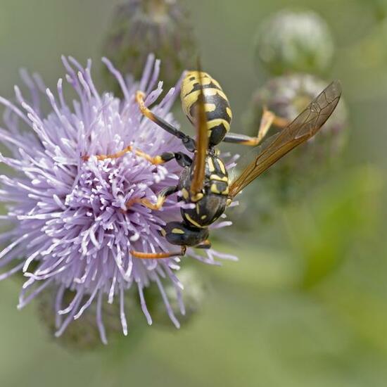 Haus-Feldwespe: Tier im Habitat Naturnahe Wiese in der NatureSpots App