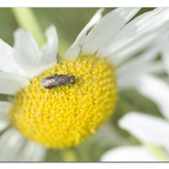 Hedychrum rutilans: Tier im Habitat Naturnahe Wiese in der NatureSpots App