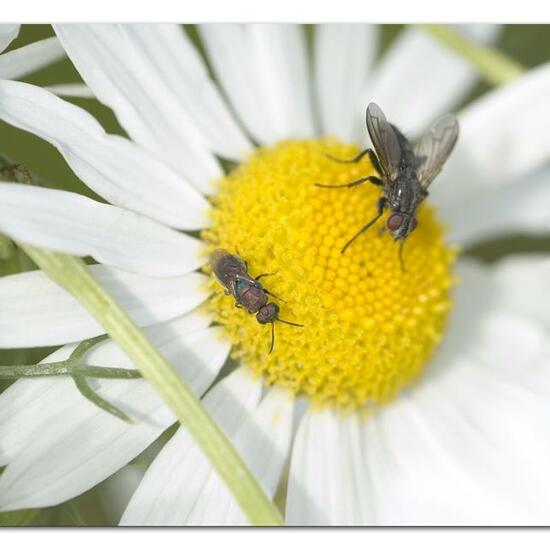 Hedychrum rutilans: Tier im Habitat Naturnahe Wiese in der NatureSpots App