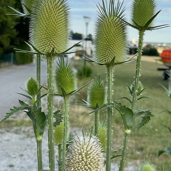 Dipsacus fullonum: Plant in habitat Buffer strip in the NatureSpots App