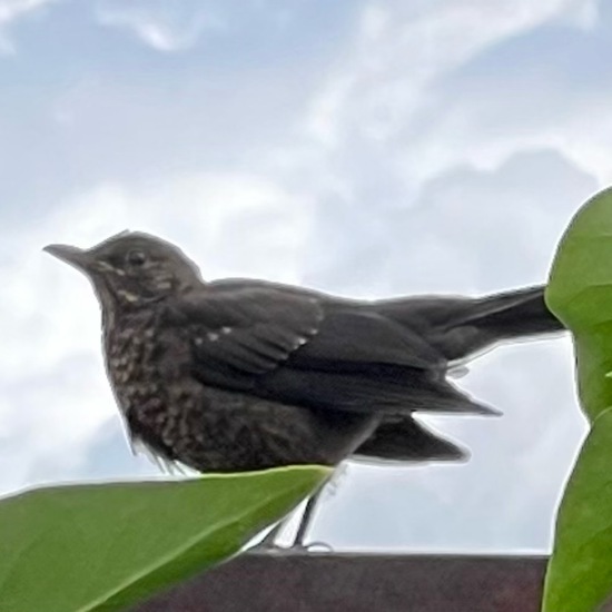 Amsel: Tier im Habitat Garten in der NatureSpots App