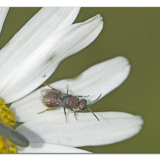 Hedychrum rutilans: Tier im Habitat Naturnahe Wiese in der NatureSpots App