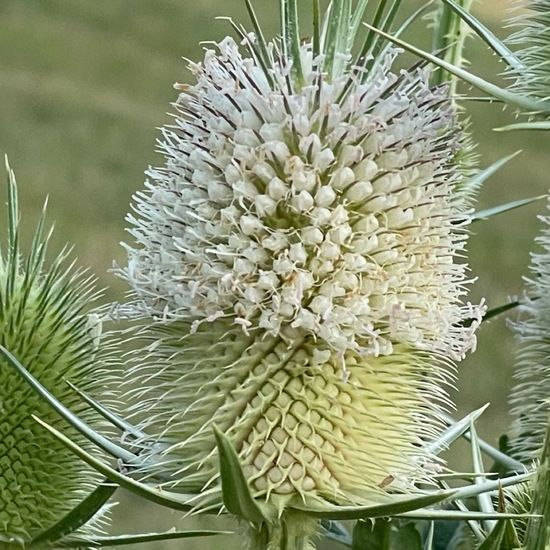 Dipsacus fullonum: Plant in habitat Agriculture in the NatureSpots App