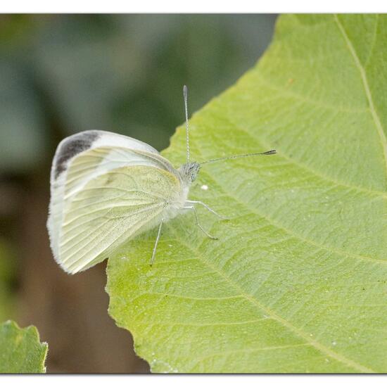 Pieris mannii: Animal in habitat Garden in the NatureSpots App