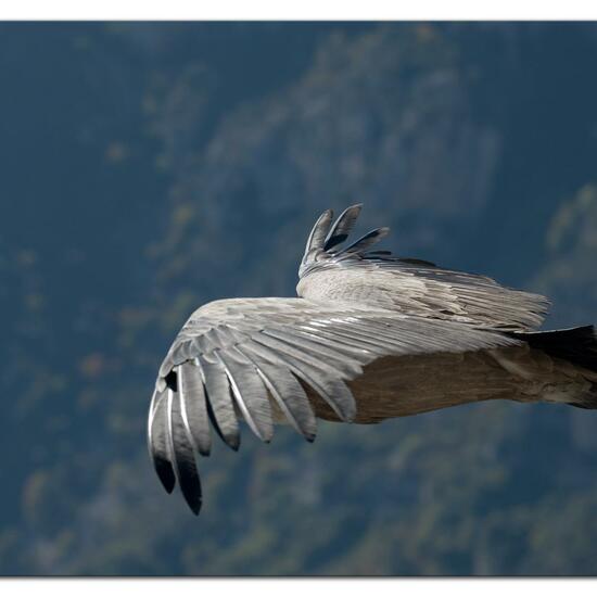 Griffon Vulture: Animal in habitat Rock areas in the NatureSpots App