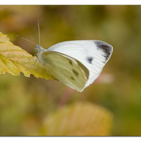 Pieris mannii: Animal in habitat Garden in the NatureSpots App