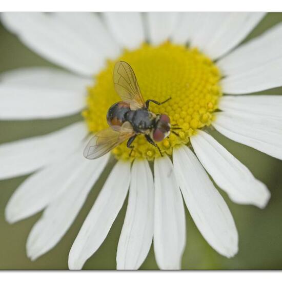 Cistogaster globosa: Animal in habitat Garden in the NatureSpots App