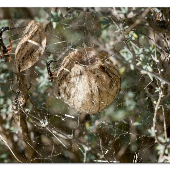 Argiope bruennichi: Animal in habitat Rock areas in the NatureSpots App