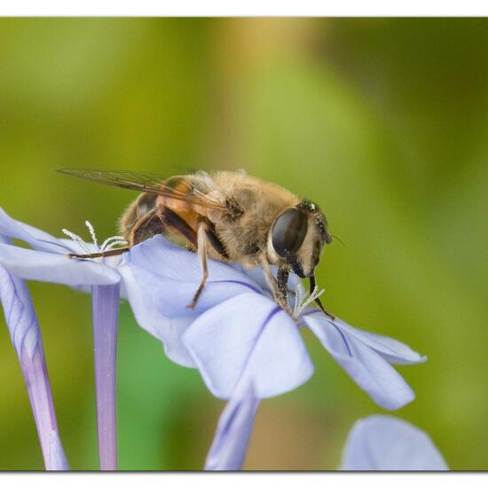 Eristalis tenax: Animal in habitat Garden in the NatureSpots App