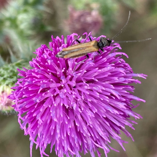 Oedemera femorata: Animal in habitat Garden in the NatureSpots App