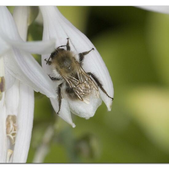 Bombus pascuorum: Animal in habitat Garden in the NatureSpots App