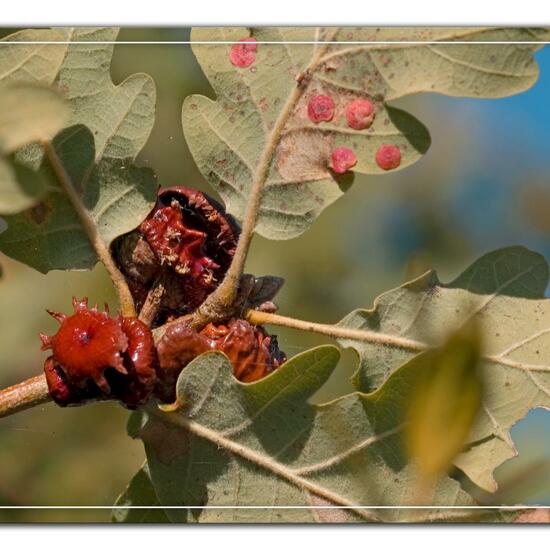 Andricus dentimitratus: Animal in habitat Rock areas in the NatureSpots App