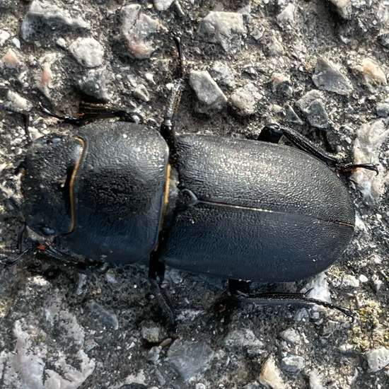 Dorcus parallelipipedus: Animal in habitat Road or Transportation in the NatureSpots App