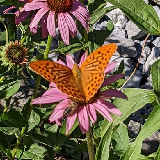 Argynnis paphia: Animal in habitat Garden in the NatureSpots App