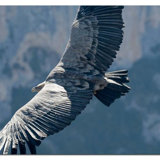 Griffon Vulture: Animal in habitat Rock areas in the NatureSpots App