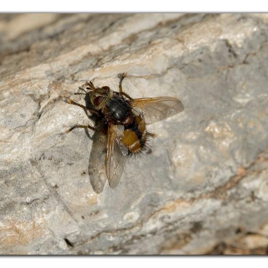 Tachina fera: Animal in habitat Rock areas in the NatureSpots App