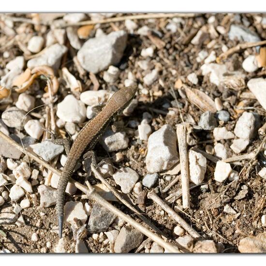 Podarcis muralis: Animal in habitat Rock areas in the NatureSpots App