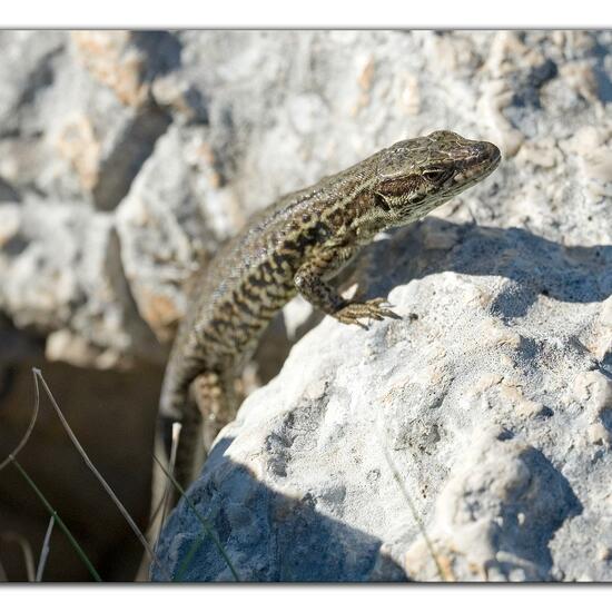 Podarcis muralis: Animal in habitat Rock areas in the NatureSpots App