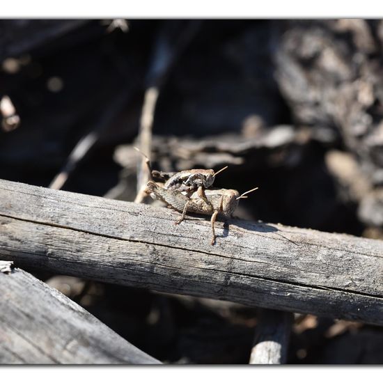 Pezotettix giornae: Animal in habitat Rock areas in the NatureSpots App